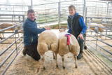 Champion lambs at Dumries Mart Christmas Show Beltex x from Gillesbie Farms_-2
